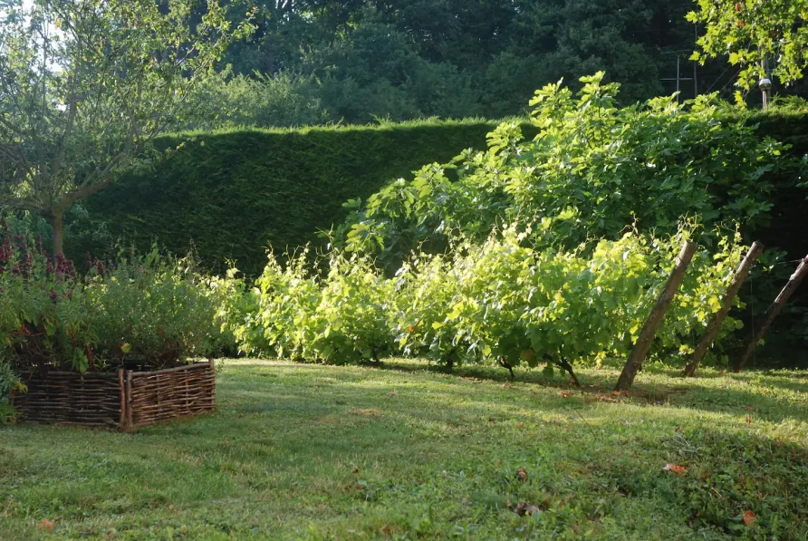 Gîte du Pavillon de la lanterne - vigne dans le jardin privé du gîte